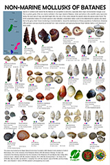 Non-marine mollusks of Batanes Islands