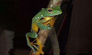 Photo by Dr. Kanto NISHIKAWA, Kyoto Univ.